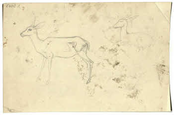 Visualizza l'immagine "FD D 149 v."